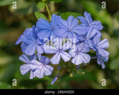 Nahaufnahme einer Gruppe von blauen Blüten des schönen Kletterstrauch Plumbago auriculata aka Plumbago capensis oder Cape Plumbago im tropischen Garten Stockfoto