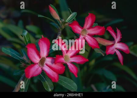 Nahaufnahme von bunten roten und rosa weißen Blüten von adenium obesum aka Wüstenrose im Freien auf natürlichem Hintergrund Stockfoto