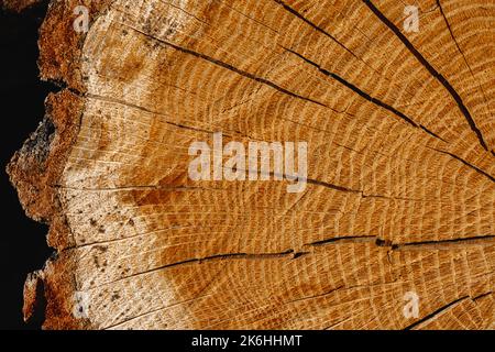 Holzhintergrundstruktur. Gefällter runder Baum ist in Nahaufnahme mit jährlichen radialen Ringen und Rissen von der Mitte dargestellt. Dicke Rinde und schwarzer Pilz auf dem Rohstoff. Stockfoto