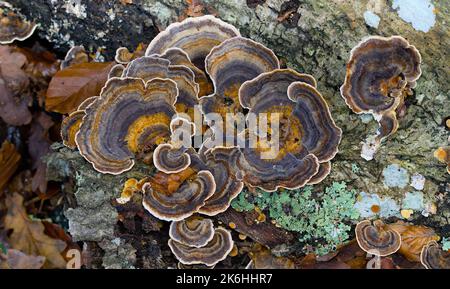 Braune Version des Putenschwanzpilzes, Trametes versicolor, von oben, New Forest UK Stockfoto