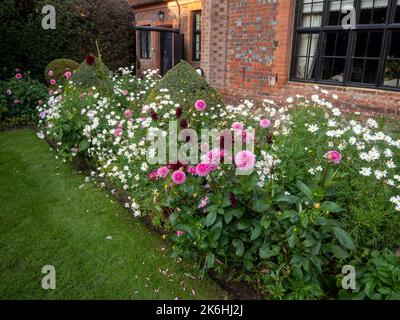 Chenies Manor mit einer wunderschönen krautigen Grenze, die an einem Oktobernachmittag mit Dahlia 'Sandra' und weißen Margueriten übersät ist. Stockfoto