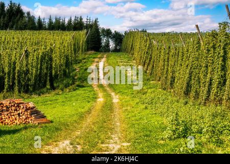 Hopfenanbau in einem Hopfengarten in Bayern, in einem Gebiet namens Hallertau, das für den Hopfenanbau bekannt ist Stockfoto