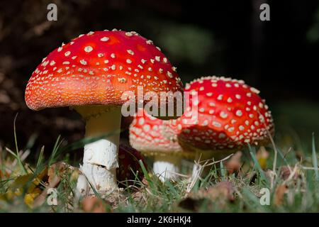 Gruppe von Fliegenpilzen, Amanita Muscaria, Toadstools, Pilzen im New Forest UK Stockfoto