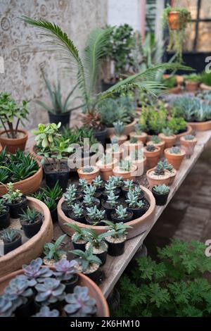 Gemütlicher Pflanzenladen mit Pflanzentöpfen auf Holzvitrine. Startseite floral Design Studio. Kleinunternehmen. Stockfoto