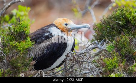 Herrlicher Fregatte-Vogel (Fregata magnificens), juvenil im Nest, Galapagos, Ecuador Stockfoto