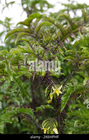 Sommerblumen, wenn spurig, architektonische Pflanze Solanum atropurpurem ganzjährig aus Brasilien im britischen Garten Juli Stockfoto