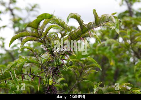 Sommerblumen, wenn spurig, architektonische Pflanze Solanum atropurpurem ganzjährig aus Brasilien im britischen Garten Juli Stockfoto