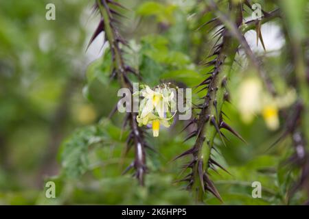 Sommerblumen, wenn spurig, architektonische Pflanze Solanum atropurpurem ganzjährig aus Brasilien im britischen Garten Juli Stockfoto