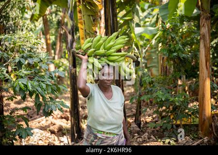 Eine Afrikanerin trägt im Kasese District, Uganda, Ostafrika, einen Haufen frisch geernteter Bananen auf dem Kopf. Stockfoto