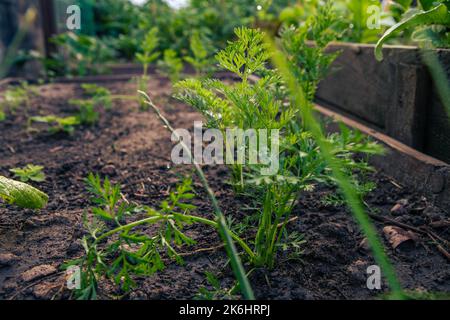 Nahaufnahme einer Karotte, die in einem kleinen Garten am frühen Morgen wächst Stockfoto