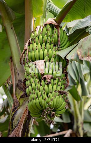 Ein großer Haufen stärkehaltiger Bananen, lokal als Matooke bekannt, hängt an einem Baum im Kasese District, Uganda, Ostafrika. Die ostafrikanische Highland-Banane ist ein Grundnahrungsmittel in Zentral- und Westugandand. Stockfoto