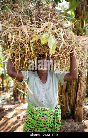 Eine Bäuerin trägt im Kasese District, Uganda, Ostafrika, eine Ladung frisch geernteter Bohnen auf dem Kopf. Stockfoto