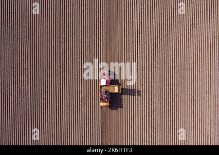 Luftaufnahme des Kartoffelaggregat-Erntearbeiters auf dem landwirtschaftlichen Feld Stockfoto