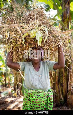 Eine Bäuerin trägt im Kasese District, Uganda, Ostafrika, eine Ladung frisch geernteter Bohnen auf dem Kopf. Stockfoto