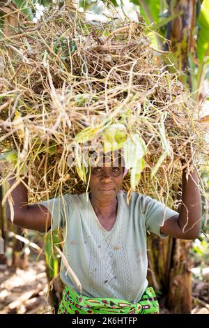 Eine Bäuerin trägt im Kasese District, Uganda, Ostafrika, eine Ladung frisch geernteter Bohnen auf dem Kopf. Stockfoto