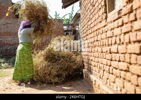 Eine Frau stapelt getrocknete Bohnenschalen, die als Mulch auf ihrer Farm im Kasese District, Ostafrika, verwendet werden. Stockfoto