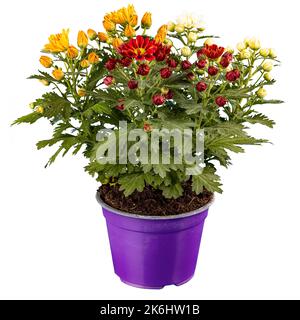 Schöne drei farbige Chrysantheme Blumen in lila Topf auf weißem Hintergrund Stockfoto