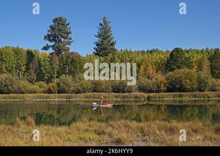 Stand-up-Paddleboarding ist auf dem Deschutes River in der Nähe von Bend, Oregon, beliebt, vor allem im Herbst, wenn die Espenbäume entlang des Flusses beginnen zu vergehen Stockfoto