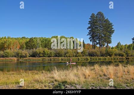 Stand-up-Paddleboarding ist auf dem Deschutes River in der Nähe von Bend, Oregon, beliebt, vor allem im Herbst, wenn die Espenbäume entlang des Flusses beginnen zu vergehen Stockfoto