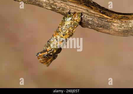 Die Larve einer Caddis-Fliege, umhüllt von einer verhärteten Hülle aus winzigen Felsen, die an einem Ast am Rand des Wassers hängt, bevor sie zu einem Erwachsenen schlüpft. Stockfoto