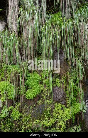 Üppiges Grün um einen Wasserfall auf dem Mount Elgon, Uganda, Ostafrika Stockfoto