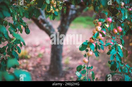 Apfelbaum mit roten Äpfeln in einem Obstgarten. Früchte ernten. Stockfoto