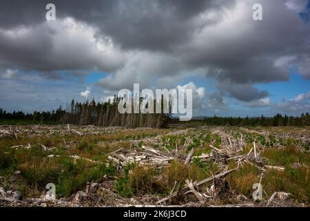 Die Forstwirtschaft auf den irischen Torfgebieten ist recht häufig, im Nordwesten Irlands sieht man viele Fichtenwälder. Stockfoto
