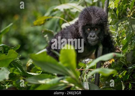 Süßer Jugendgorilla [Gorilla beringei beringei], Volcanoes Nationalpark, Ruanda, Afrika Stockfoto