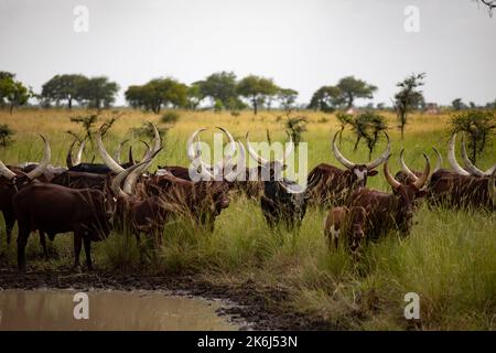 Herde langgehörnter Ankole-Rinder in Uganda, Ostafrika Stockfoto