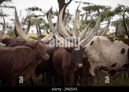 Herde langgehörnter Ankole-Rinder in Uganda, Ostafrika Stockfoto