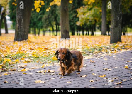 Roter, niedlicher Dackel-Hund im Herbstpark, der auf einem grünen Pfad spazierengeht Stockfoto