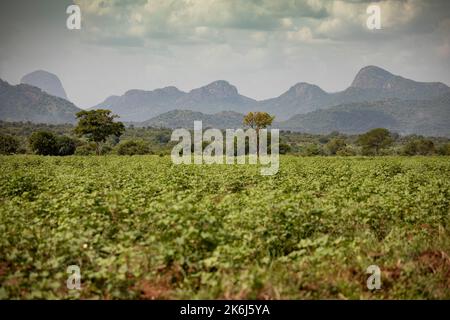 Baumwollfelder unter den Hügeln des Distrikts Abim, Uganda, Ostafrika. Stockfoto