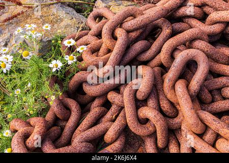 Gänseblümchen blühen neben einer schweren rostigen Kette an der Küste in Schottland Stockfoto