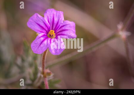 (Erodium botrys) Mittelmeerstorchschnabel Wilde Blume im Frühling, Kapstadt, Südafrika Stockfoto