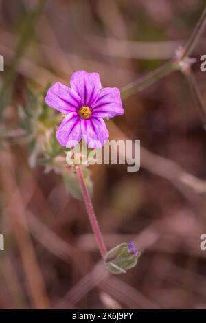 (Erodium botrys) Mittelmeerstorchschnabel Wilde Blume im Frühling, Kapstadt, Südafrika Stockfoto