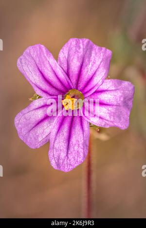 (Erodium botrys) Mittelmeerstorchschnabel Wilde Blume im Frühling, Kapstadt, Südafrika Stockfoto