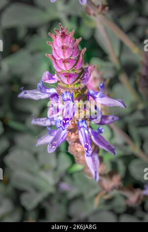 (Plectranthus neochilus) Purpler Hummer-Blumenpflanze, Wildblume im Frühjahr, Kapstadt, Südafrika Stockfoto