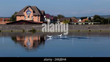 Wasserkraftanlage am Fluss Jiu am 25. September 2020 in Targu-Jiu. Mehrere Schwäne leben hier schon seit einiger Zeit. Stockfoto