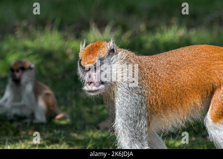 Gewöhnlicher patas-Affe / wadi-Affe / Husar-Affe (Erythrocebus patas), bodenbewohnender Affe Westafrikas und Ostafrikas Stockfoto