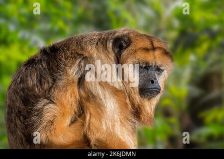 Schwarzer Brüller / Schwarz-Gold-Brüller (Alouatta caraya) weiblich, größter in Südamerika und Mittelamerika heimischer New World-Affe Stockfoto