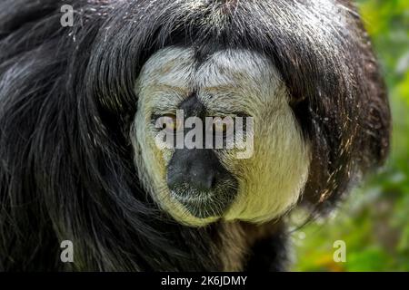 Weißgesichtiger Saki / Guianan Saki / goldgesichtiger Saki (Pithecia pithecia), männliches Nahaufnahme-Porträt, in Südamerika heimischer Saki-Affe der Neuen Welt Stockfoto