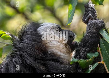 Weißgesichtige Saki / Guianan Saki / goldgesichtige Saki (Pithecia pithecia) Nahaufnahme von männlichen Fressblättern im Regenwald, der in Südamerika beheimatet ist Stockfoto