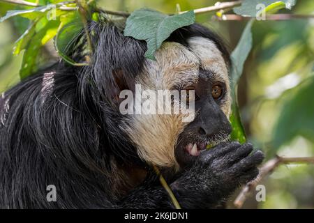 Weißgesichtige Saki / Guianan Saki / goldgesichtige Saki (Pithecia pithecia) Nahaufnahme von männlichen Fressblättern im Regenwald, der in Südamerika beheimatet ist Stockfoto