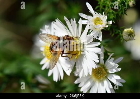 Igelfliege, Tachinaire sauvage, Tachina fera, közönséges fürkészlégy, Ungarn, Budapest, Magyarprszág, Europa Stockfoto