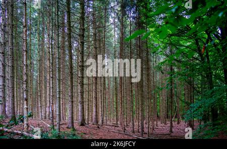 Waldlandschaft mit Jägersitz in der Nähe von Moresnet, Belgien Stockfoto