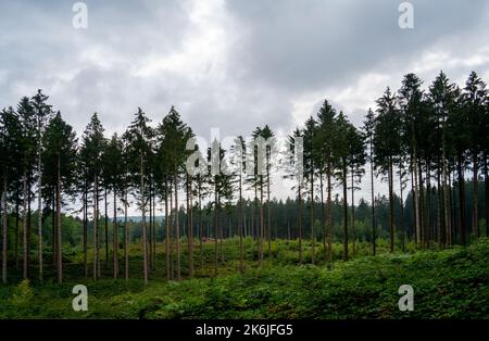 Waldlandschaft mit Jägersitz in der Nähe von Moresnet, Belgien Stockfoto