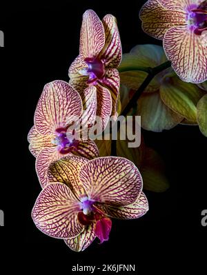 Eine Phalaenopsis Orchidee, oder allgemein bekannt als Moth-Orchidee, auf einem schwarzen Hintergrund Stockfoto