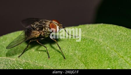 Makrobild einer gewöhnlichen Hausfliege, die auf einer Pflanze mit unscharfem Hintergrund und selektivem Fokus sitzt. Nahaufnahme eines Hauses fliegen auf einem Blatt Stockfoto