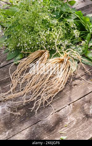 Frische Baldrianwurzeln auf Holzgrund mit frischen Blättern und Blumen mit selektivem Fokus Stockfoto