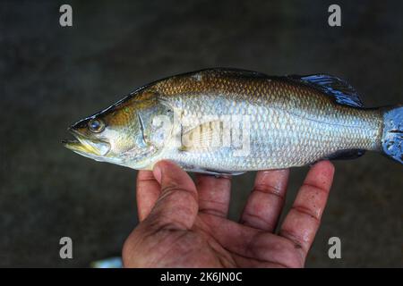 Asiatische Meer Bass bekti Fisch in der Hand in schönen Weichzeichnen Hintergrund HD Stockfoto